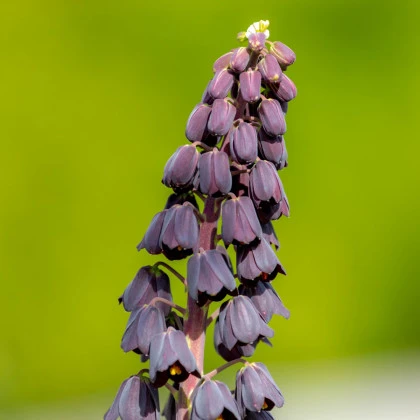 Řebčík perský Adiyaman - Fritillaria persica - cibule řebčíku - 1 ks