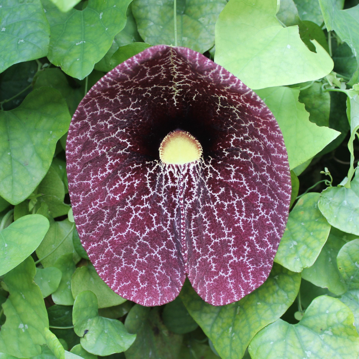 Podražec elegantní - Aristolochia elegans - semena podražce - 5 ks