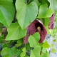 Podražec elegantní - Aristolochia elegans - semena podražce - 5 ks