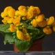 Pantoflíček celolistý - Calceolaria integrifolia - semena pantoflíčku - 5 ks