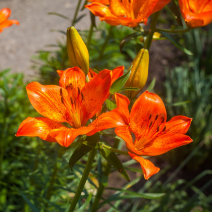 Lilie cibulkonosná - Lilium bulbiferum - semena lilie - 5 ks