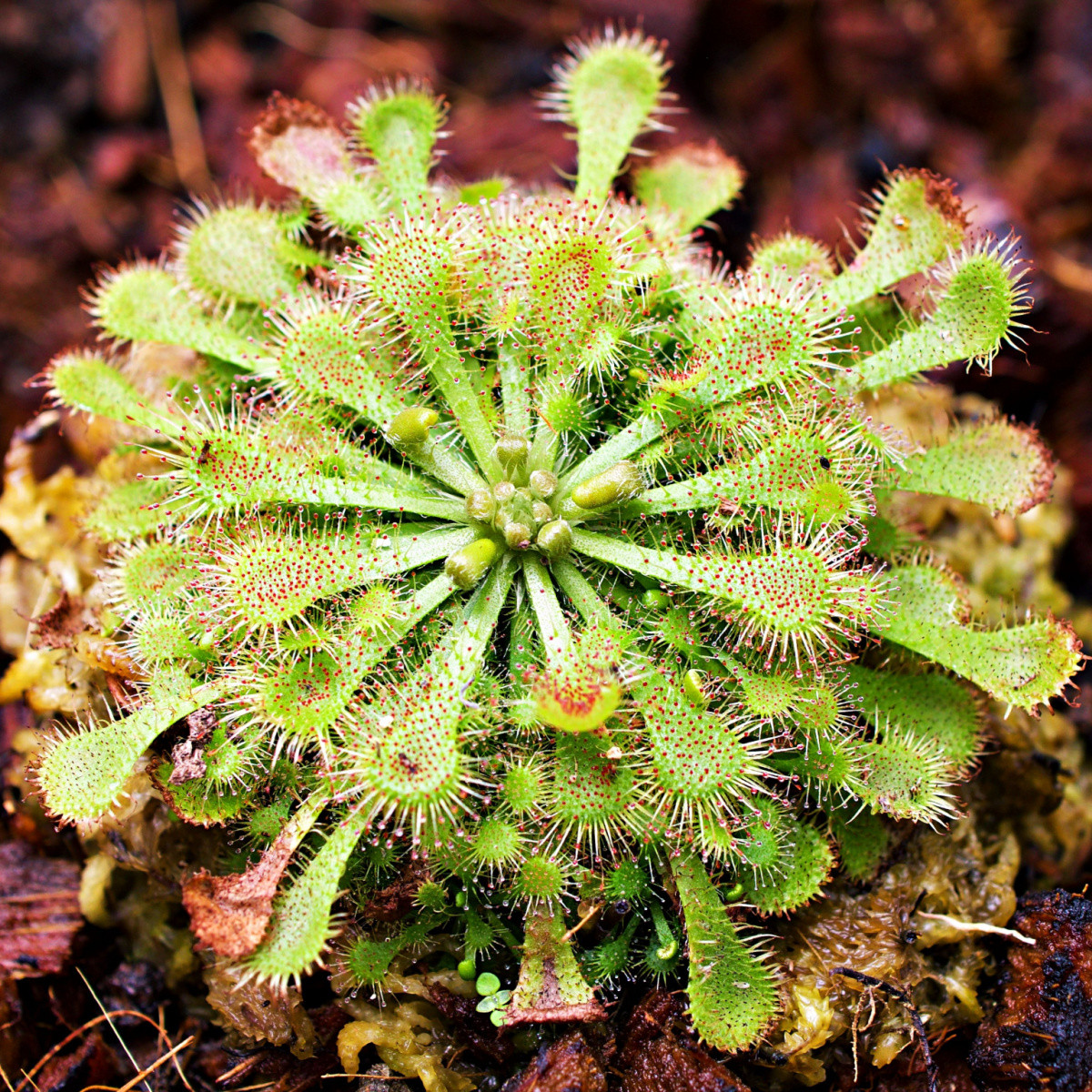 Rosnatka kapská - Drosera capensis - semena rosnatky - 15 ks