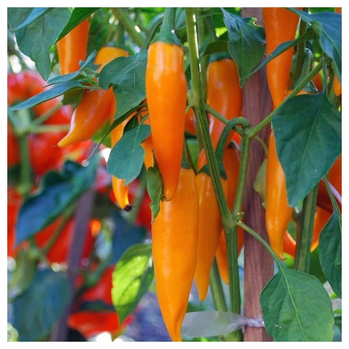 Chilli Bulharská mrkev - Capsicum annuum - semena chilli - 6 ks