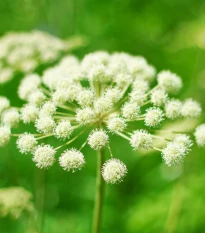 BIO Andělika lékařská - Archangelica archangelica - bio semena anděliky - 50 ks