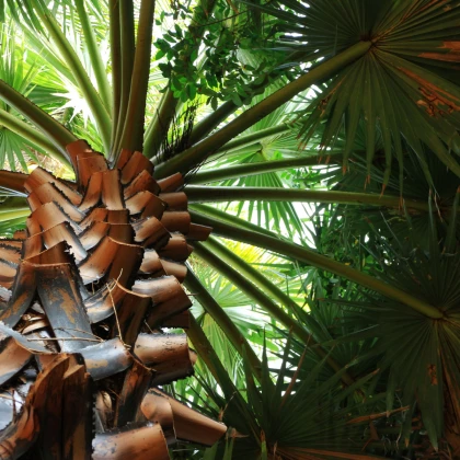 Palma horská - Trachycarpus fortunei x princeps - semena palmy - 3 ks