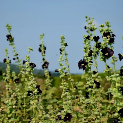 BIO Topolovka růžová - Alcea rosea nigra - semena topolovky - 15 ks