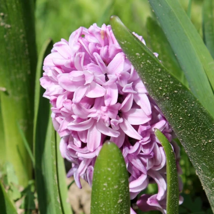 Hyacint Splendid Cornelia - Hyacinthus - cibule hyacintu - 1 ks