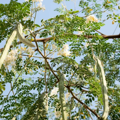 Moringa olejodárná - Moringa oleifera - semena moringy - 4 ks