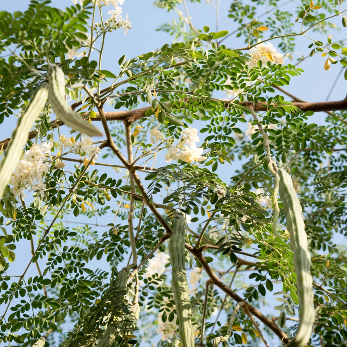 Moringa olejodárná - Moringa oleifera - semena moringy - 4 ks