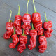 Chilli Peter - Capsicum annuum - semena chilli - 5 ks