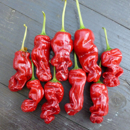 Chilli Peter - Capsicum annuum - semena chilli - 5 ks