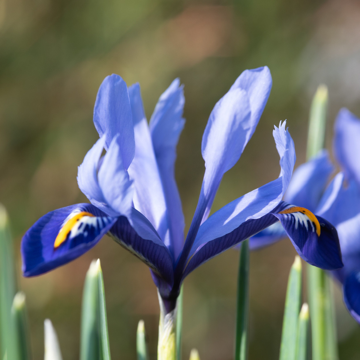 Kosatec síťkovaný Harmony - Iris reticulata - cibulky kosatce - 3 ks