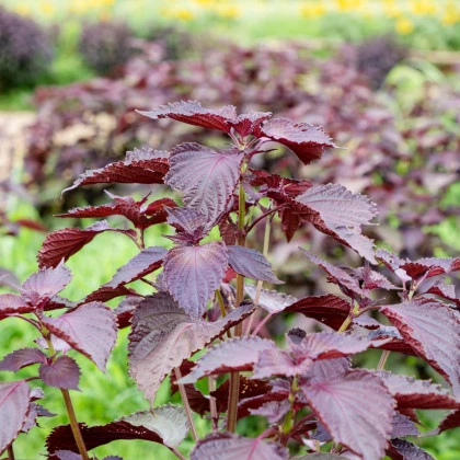 BIO Perilla červená - Perilla frutescens - BIO semena perily - 100 ks