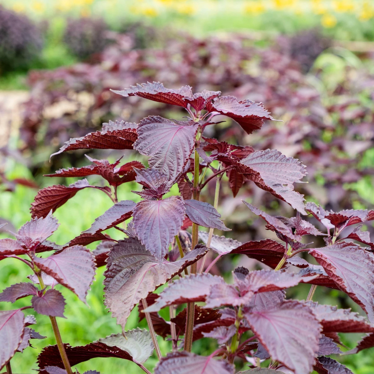 BIO Perilla červená - Perilla frutescens - BIO semena perily - 100 ks