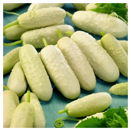 BIO okurka polní White Wonder - Cucumis sativus - bio semena okurky - 10 ks