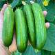 BIO okurka Mirella - Cucumis sativus - bio semena okurky - 10 ks