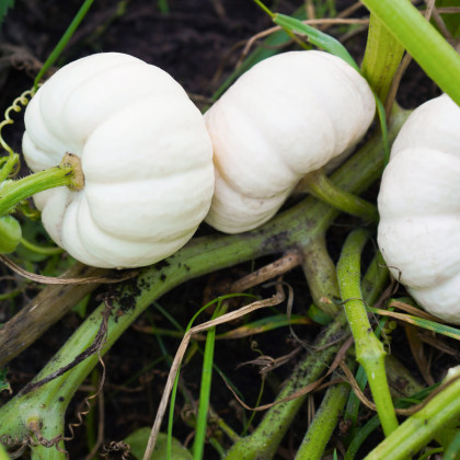 Tykev okrasná Baby Boo - Cucurbita pepo - semena tykve - 6 ks