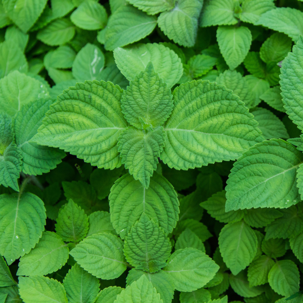 BIO Perilla zelená - Perilla frutescens - BIO semena perily - 100 ks