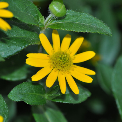 Vitálka položená - Sanvitalia procumbens - semena vitálky - 0,5 g