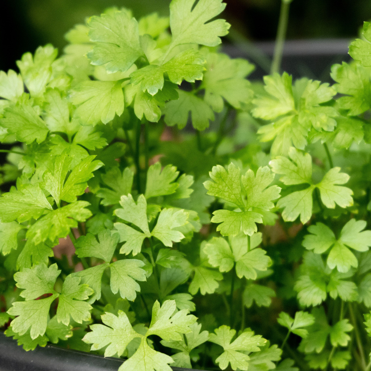 BIO Petržel Einfache Schnitt - Petroselinum Crispum - bio semena petržele - 200 ks