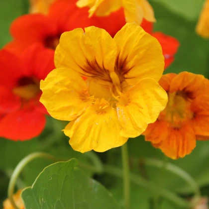 BIO Nasturcja większa - Tropaeolum majus - bio nasiona nasturcji większej - 10 szt.