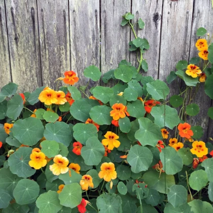 BIO Nasturcja większa - Tropaeolum majus - bio nasiona nasturcji większej - 10 szt.