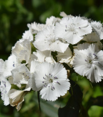 BIO Goździk brodaty Sweet William - Dianthus barbatus - bio nasiona goździka - 50 szt.
