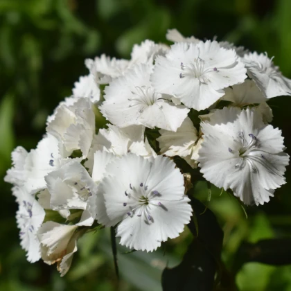 BIO Goździk brodaty Sweet William - Dianthus barbatus - bio nasiona goździka - 50 szt.