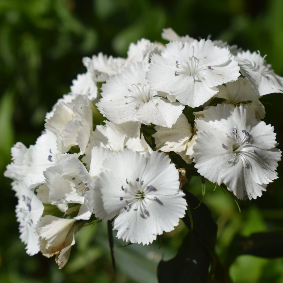 BIO Goździk brodaty Sweet William - Dianthus barbatus - bio nasiona goździka - 50 szt.