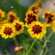 BIO Krásnoočko barevné - Coreopsis tinctoria - semena krásnoočka - 50 ks