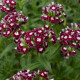 BIO Goździk brodaty Sweet William Chris - Dianthus barbatus - bio nasiona goździka - 50 szt.