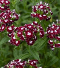 BIO Goździk brodaty Sweet William Chris - Dianthus barbatus - bio nasiona goździka - 50 szt.