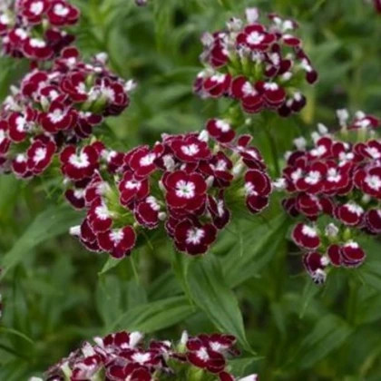 BIO Goździk brodaty Sweet William Chris - Dianthus barbatus - bio nasiona goździka - 50 szt.
