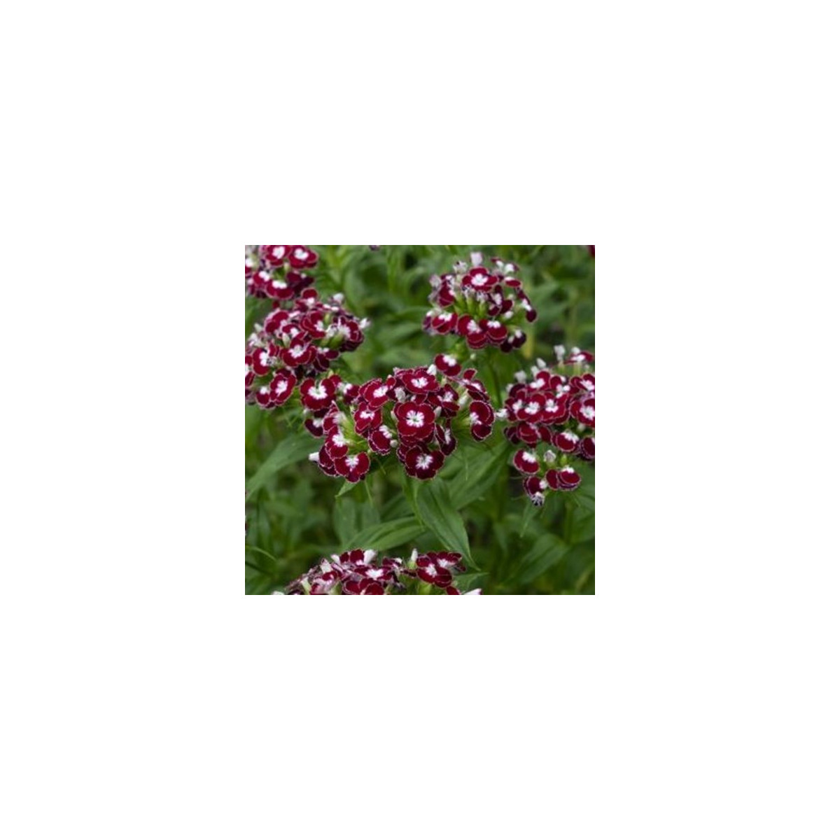 BIO Goździk brodaty Sweet William Chris - Dianthus barbatus - bio nasiona goździka - 50 szt.
