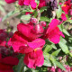 BIO Wyżlin większy Black Prince - Antirrhinum majus - bio nasiona wyżlinu - 120 szt.