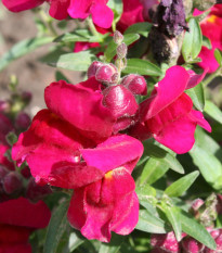 BIO Wyżlin większy Black Prince - Antirrhinum majus - bio nasiona wyżlinu - 120 szt.