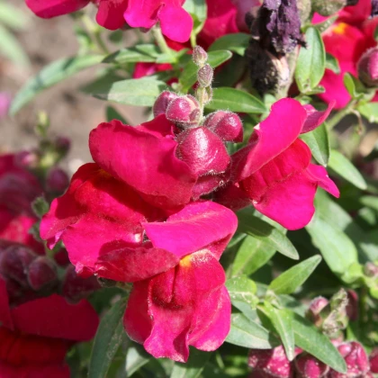 BIO Hledík větší Black Prince - Antirrhinum majus - bio semena hledíku - 20 ks