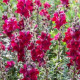 BIO Hledík větší Black Prince - Antirrhinum majus - bio semena hledíku - 20 ks