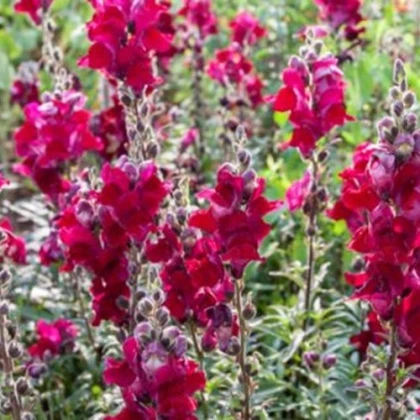 BIO Wyżlin większy Black Prince - Antirrhinum majus - bio nasiona wyżlinu - 120 szt.