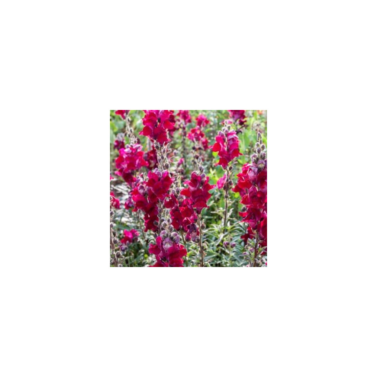 BIO Wyżlin większy Black Prince - Antirrhinum majus - bio nasiona wyżlinu - 120 szt.