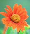 BIO Titónie okrouhlolistá - Tithonia rotundifolia - bio semena titónie - 50 k