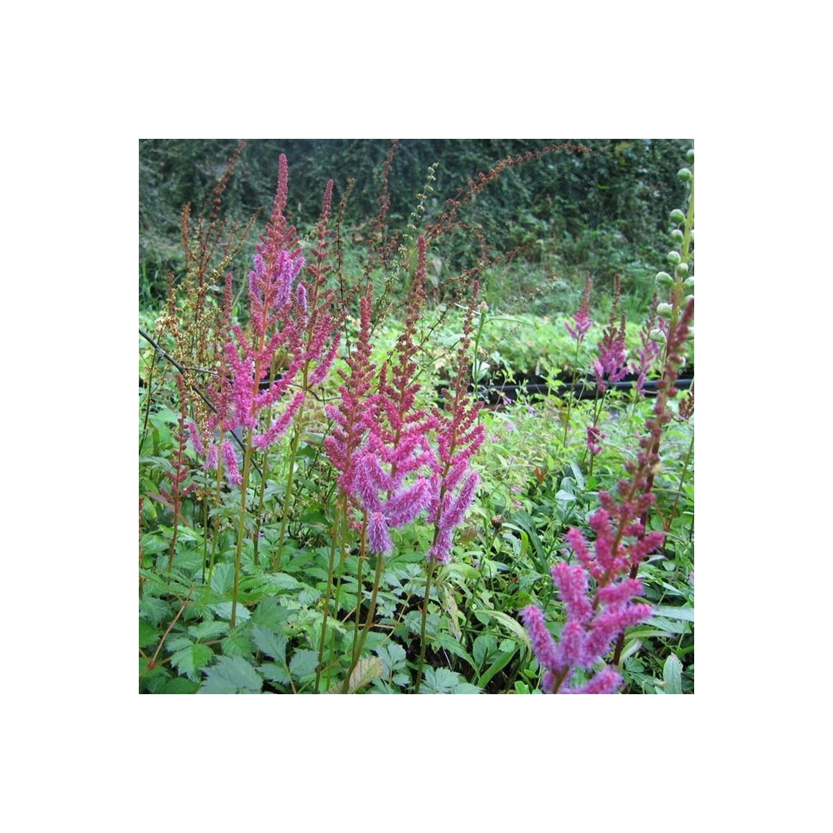 Čechrava čínská fialová - Astilbe chinensis - semena čechravy - 10 ks