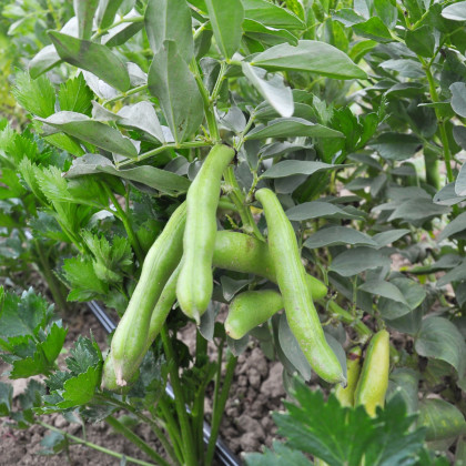 BIO Bob Fruhe Weisskeimige - Vicia faba - semena bio bobu - 15 ks