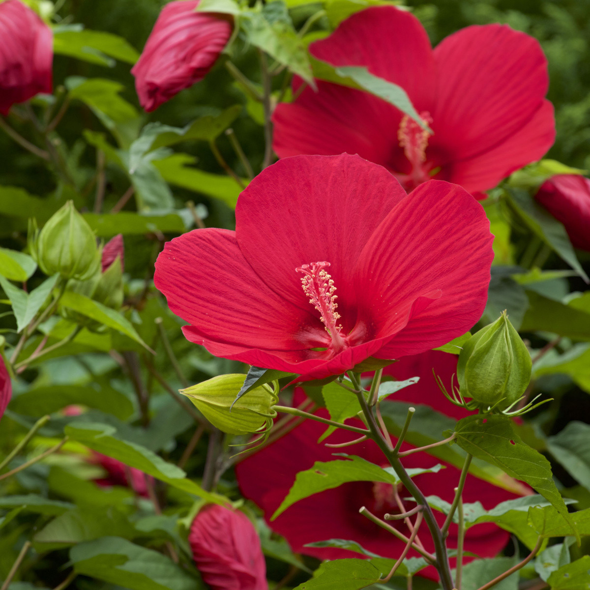 Ibišek bahenní Nippon Red F1 - Hibiscus moscheutos - semena ibišku - 5 ks