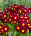 Prvosenka Inara F1 Late Red - Primula elatior - semena prvosenky - 20 ks