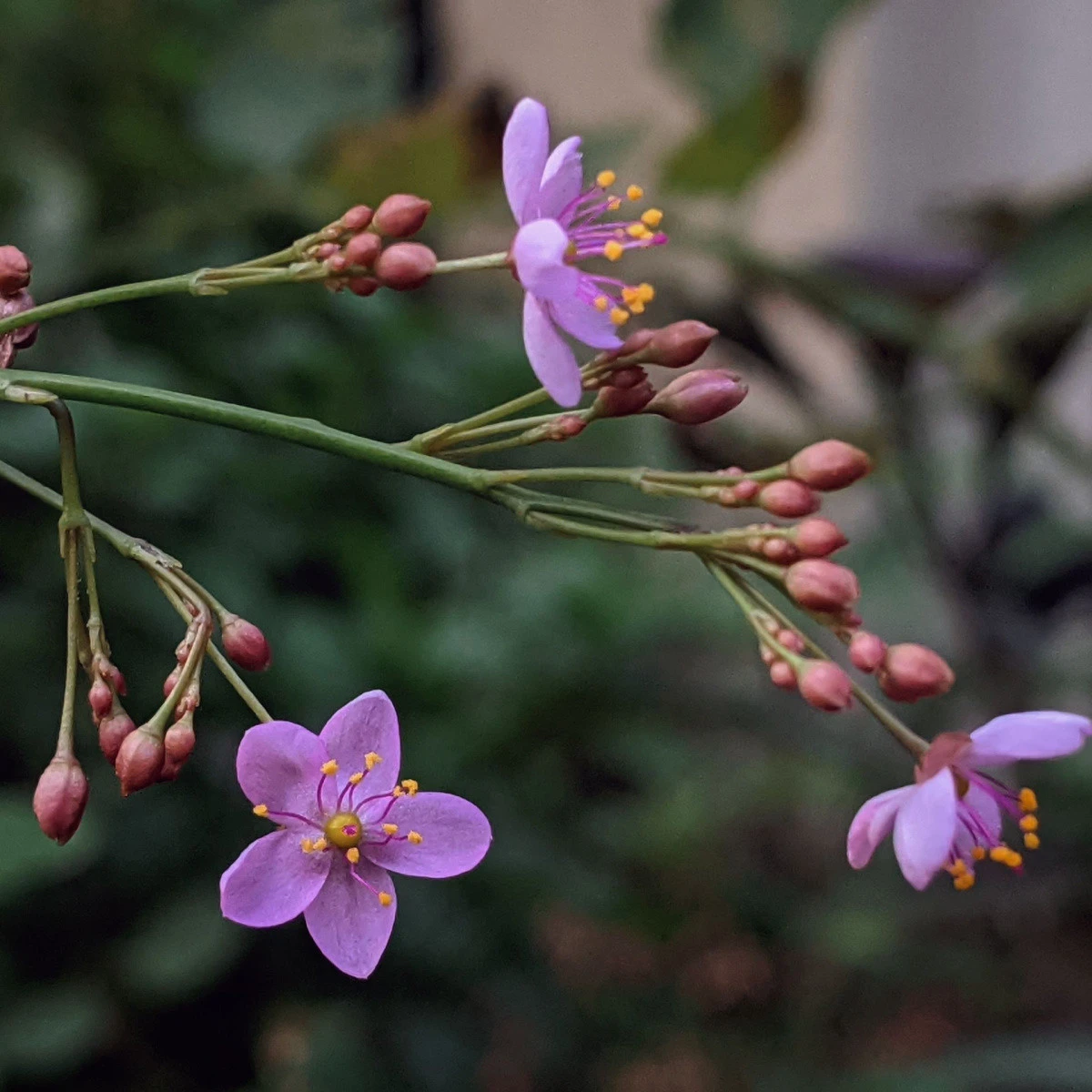 Ženšen korejský - Talinum paniculatum - semena ženšenu - 15 ks