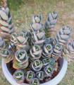 Kolopejka laxiflora - Kalanchoe - semena kolopejky - 30 ks