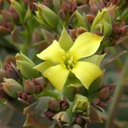 Kolopejka grandiflora - Kalanchoe - semena kolopejky - 20 ks