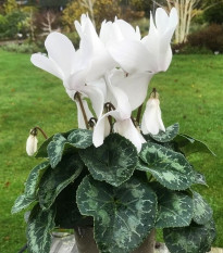 Brambořík perský Halios Pure White F1 - Cyclamen persicum - semena bramboříku - 6 ks