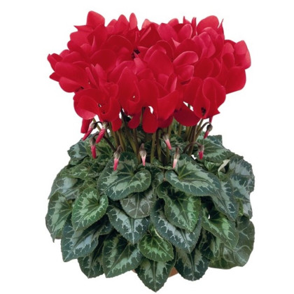 Brambořík perský Halios F1 Bright scarlet - Cyclamen persicum - semena bramboříku - 6 ks